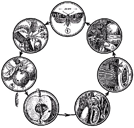 Ciclo biológico de la mariposita Carpocapsa pomonana, mostrando la metamorfosis complicada. 1, imago. 2, idem sobre un manzano en flor. 3, manzana picada con la oruga saliendo. 4, manzana picada. 5, oruga convirti&eacute;ndose en cris&aacute;lida dentro de un capullo. 6, trampa para obtener cris&aacute;lidas (en a, una en su capullo). 7, crisalidas obtenidas en la trampa. De Stehli