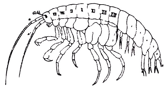 Amphitoe. Crustáceo sin caparazón. a1, a2, primeras y segundas antenas. au, ojo en la cabeza. VII-XIII, segmentos torácicos. 1-7, segmentos abdominales. De R. Hertwig.