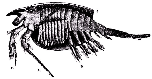 Nebalia. Crustáceo con caparazón céfalo-torácico (s). a1, a2, antenas. c, cabeza, 9, primer apendice abdominal (según Milne-Edwards, en Boas).