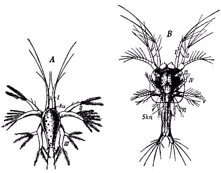 Fases de la metamorfosis de un langostino (Peneus potimirin). A, nauplius. B, zoëa. Au, ojo. I-VI, apendices. Según Fritz Müller.