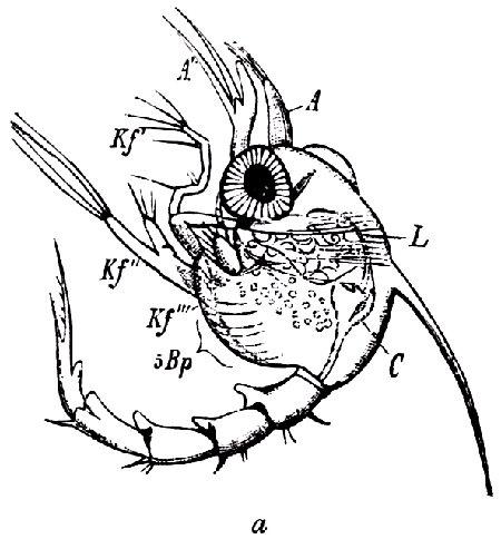 Larva zoëa de Inachus scorpio, según Claus. A, A', los dos pares de antenas. Kf', Kf''', 1º-3.r maxilípedo. 5Bp, los cinco pereiópodos (patas).