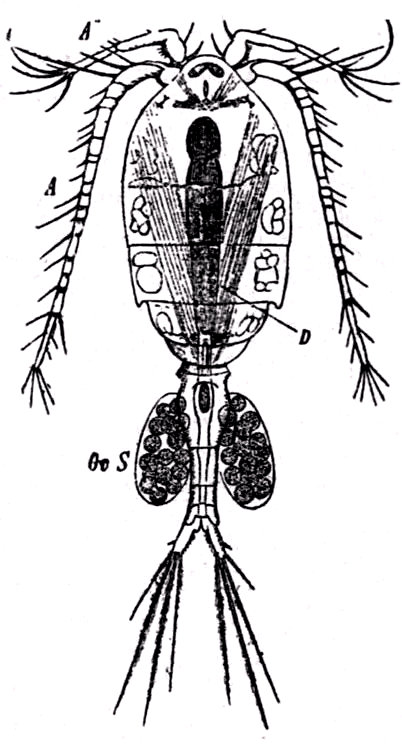 El copépodo dulceacuícola. Cyclops fuscus, hembra. A, antenas. D, intestino. OvS, sacos ovígeros (de Claus).