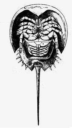 El cangrejo de las Molucas o cacerola (Limulus poyphemus). Según Boas.
