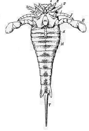 El gigantostráceo Eurypterus. Según Holm en Zittel).