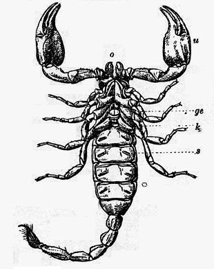 El escorpión por su marca ventral. o, queliceros. u, maxilipalpos. s, estigmas. Según Boas.