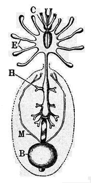 Tubo digestivo de una araña (Mygale avicularia). C, cerebro. E, ciegos estomacales. M, tubos de Malpighi. B, cloaca. Segun Regne animal.