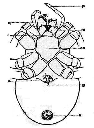 Araña (Epeira diademata) por su parte ventral. q, queliceros. p, palpo y m madíbula de maxilipalpos. l, labio inferior. es, esternón. e, estigma. g, orificio genital. a, conjunto de hileras. Segun Kükenthal.