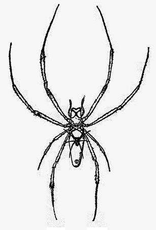 Hembra de Nephila madagascariensis llenando en el abdomen un macho enano. Según Karsch.