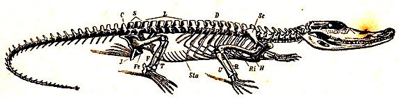 Esqueleto de cocodrilo según Claus. D, región dorsal. L, región lumbar. S, región sacra. Ri, costilla. Sc, escápula. H, húmero. R, radio. U, cúbito (ulna). Sta, esternon abdominal. Fe, fémur. T, tibia. F, peroné (fíbula). J, isquio. C, 1ª vertebra caudal.