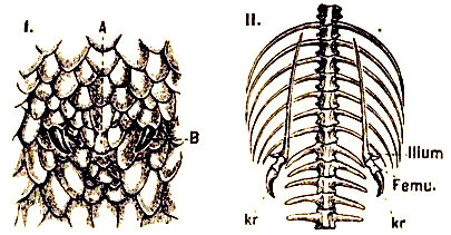 I, región anal de la serpiente pitón (Python) mostrando los rudimentos de las patas posteriores, representadas por sendas garras (B). A, ano. II, esqueleto de la misma con los rudimentos de las extremidades pelvianas. kr, garrras. Según Romanes en Plate.