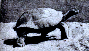 Tortuga terrestre gigante, de las islas Galápagos (Testudo vicina). Fot. Samborn, en Cockerell.