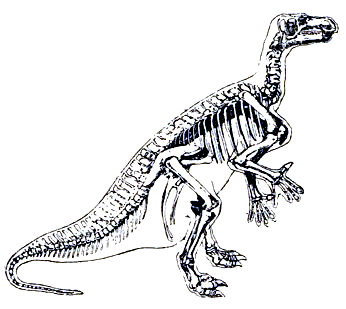 Iguanodon, reptil saltador de la era secundaria, de 10 m. de altura.