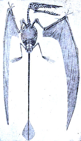 Reconstrucción de un reptil volador de la era secundaria (Rhamphorhynchus gemmingi), según v. Stromer. Obsérvese que la membrana del ala está sostenida por el enorme dedo anular.