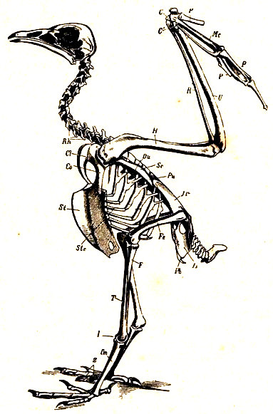 Esqueleto de un ave (Neophron percnopterus). Cl, clavícula. Co, coracoides. Sc, escápula. St, esternón. Il, ilion. Is, isquion. Pb, pubis. H, húmero. R, radio. U, cúbito. C-C', carpo. Mc, metacarpo. P'-P''-P''', los tres dedos de la mano. Fe, fémur. T, tibia. F, peroné. Tm. metatarso. Z, dedos. (El tarso está dividido en dos piezas, una soldada a la extremidad inferior de la tibia , la otra a la extremidad superior del tarso). Según Claus.