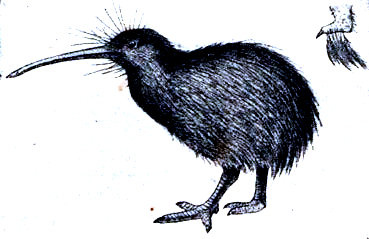 Kiwi (<i>Apteryx australix</i>). A la derecha el rudimento de un ala. Según Romanes en Schneider.
