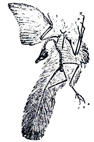 <i>Archaeopteryx lithografica</i>. Según Zittel.