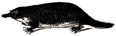 Ornithorhynchus anatinus.