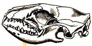 Cráneo de erizo (Erinaceus europaeus).  De Claus.
