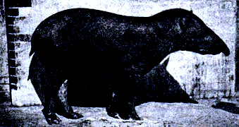 Tapir americano (Tapiro terrestris).