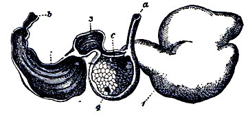 Estómago de rumiante (oveja). a, esófago. 1, panza. 2, redecilla. 3, libro. 4, cuajar. b, intestino. c, válvula de comunicación entre el esófago y la redecilla. Según Lennis-ludwig.