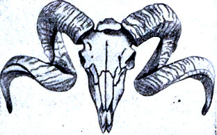 Cráneo de carnero mostrando la constitución de los cuernos en los bóvidos. según Lennis.