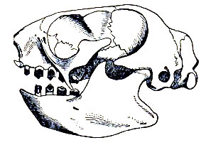 Cráneo de un perezoso (Scaeopos torcuatus), según Claus.