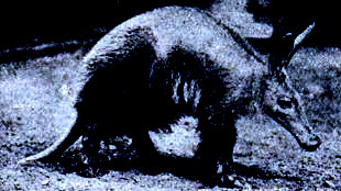 El cerdo hormiguero (Orycteropus capensis), desdentado característico de Africa.