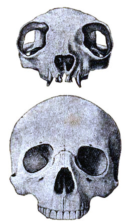 Cráneo de prosimio (arriba) y de Hombre (abajo). Obsérvese que en el primero las fosas orbitariasestán abiertas por detrás. Según Leche.