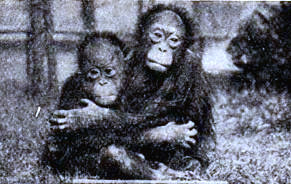 Orangutanes jóvenes.