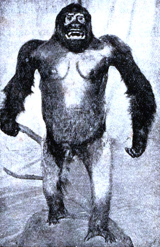 Gorila macho. Ejemplar disecado del Museo Filético de Jena, según Plate.
