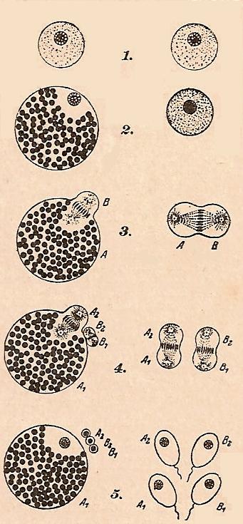 esquema de la formación de las células sexuales en los animales. A la izquierda, la ovogénesis; a la derecha, la espermatogénesis. 1 y 2, citos de primer orden, 3, primera mitosis. 4, segunda mitosis. 5, a la izquierda, el óvulo maduro (A1), y las tres células estériles; A2 (segundo corpúsculo polar) y B1 y B2 (primer corpúsculo polar dividido); a la derecha, los cuatro espermatozoos. Según Goldschmidt.