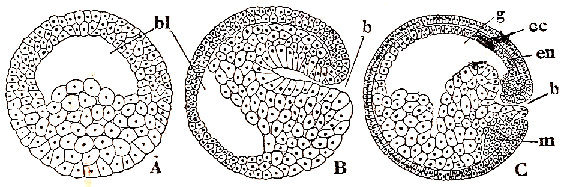 Primeros estados embrionarios del tritón (según O. Hertwing). A, blástula. B, principio de la gástrula. Bl, cavidad blastular (blastocele). B, blastoporo. G, cavidad gastrular (gastrocele). Ec, ectodermo. En, endodermo. M, esbozo del mesodermo.