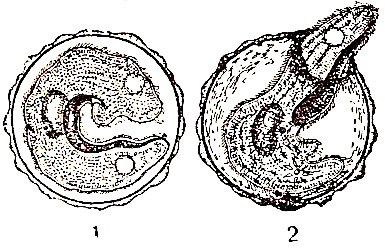a, óvulo alecito de un erizo de mar (según O. Hertwing). B, óvulo telolecito de un caracol (según Korschelt y Heider).