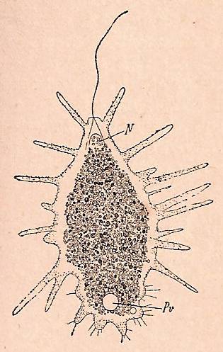 Mastigamocha  áspera, protozoo intermedio entre los flagelados y los rizópodos. N, núcleo; Pv, vesícula pulsátil.