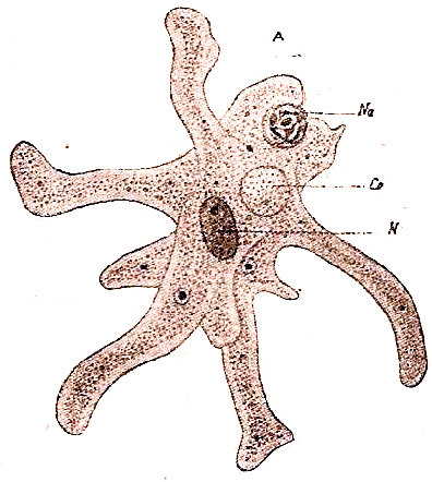 La Amoeba proteus capturando, mediante dos pseudópodos, unas cuantas partículas alimenticias (Na). Cv, vacuola contráctil. N, núcleo. Según Doflein.