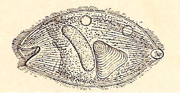 Balantidium coli, infusorio del intestino humano. Delante, el citostoma; en medio, el macronúcleo, un grano de almidón injerido y dos vesículas pulsátiles; en el extremo posterior, una vacuola fecal saliendo por el citoprocto. Según Stein. Aumentado 340 veces.
