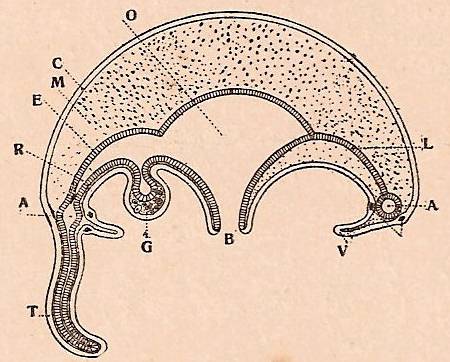 Constitución de las Medusas hidroideas (hidromedusas), según kukenthal.  B, boca; O cavidad gastrobascular; C, ectodermo; E, endodermo; M, mesodermo (mesoglea); R, canal radial; A, canal anular; V, velo; G, glandula genital; T, tentaculo. 