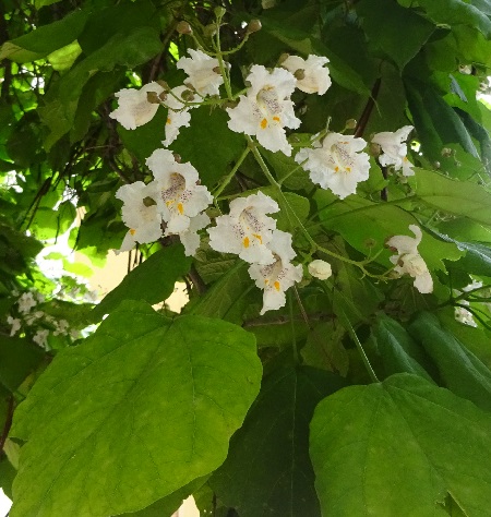 Calatayud árboles en flor el 7 de junio de 2019 Calatayud árboles en flor el 7 de junio de 2019