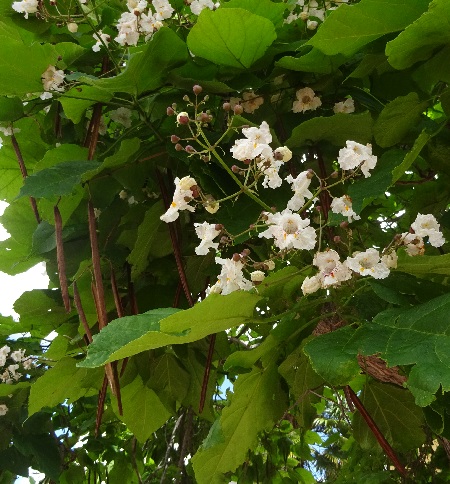 Calatayud árboles en flor el 7 de junio de 2019 Calatayud árboles en flor el 7 de junio de 2019