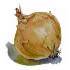 Cebolla 1 Cebolla 1