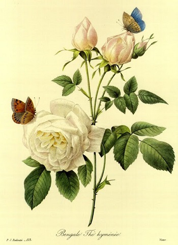Rosa blanca. 103 Rosa blanca. 103