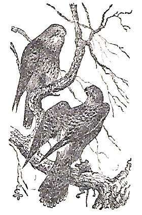 Ilustración aves 1900, 7