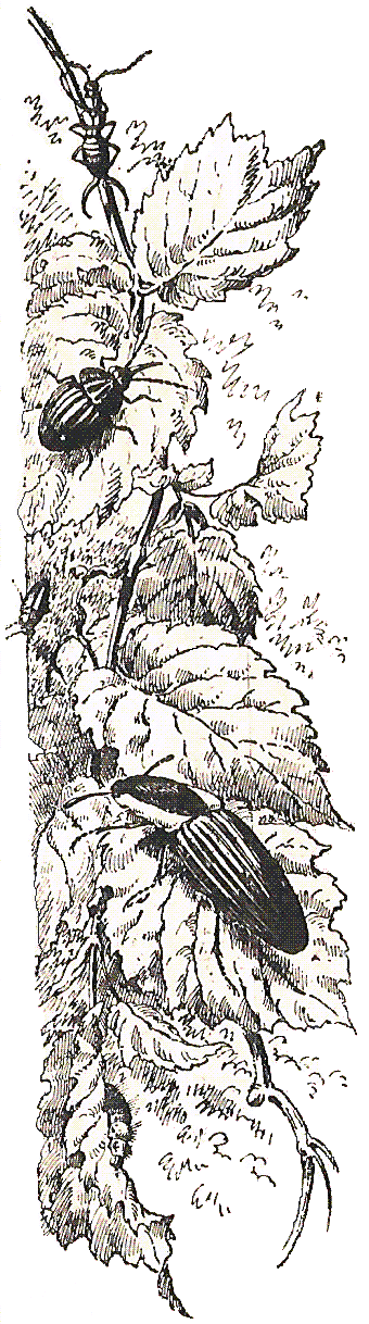 Ilustración escarabajos sobre hojas almanaque 1900, 5