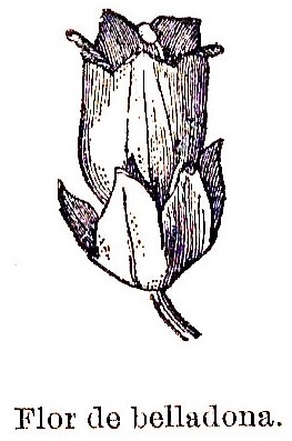 Belladona, flor de la planta, solanaceas