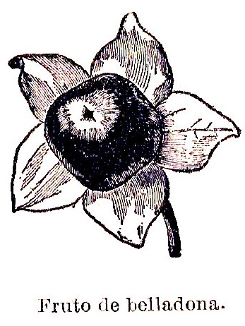 Belladona, fruto de la planta, solanaceas