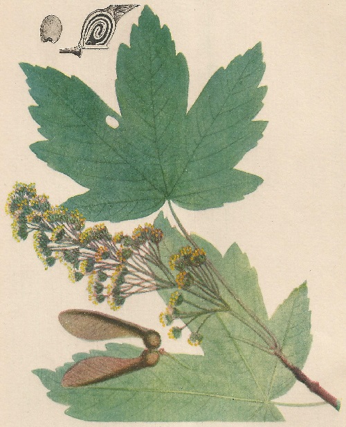 Atlas de Plantas para las observaciones Fenológicas. Acer Pseudo platunus L.