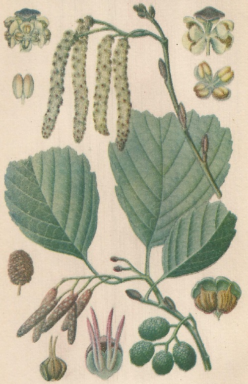 Alnus Glutinosa. Gaertn. Atlas de Plantas para las observaciones Fenológicas.