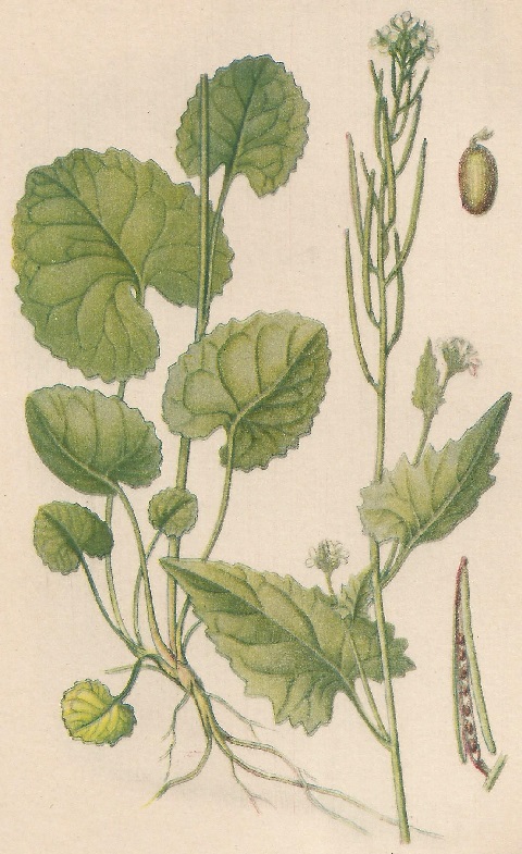 Alliaria officinalis. Andrz. Atlas de Plantas para las observaciones Fenológicas.