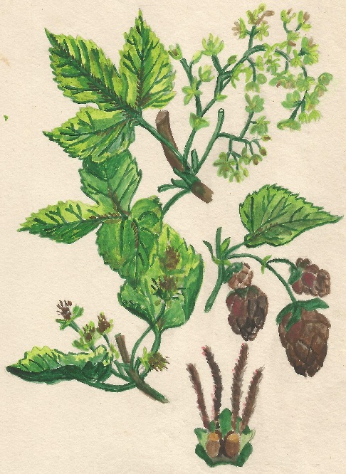 Atlas de Plantas para las observaciones Fenológicas. Ministerio del Aire. 1943.