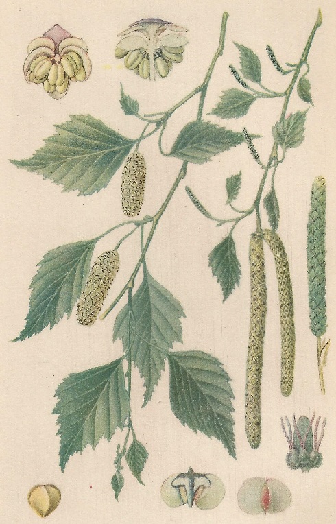 Betula alba. L. Atlas de Plantas para las observaciones Fenológicas.